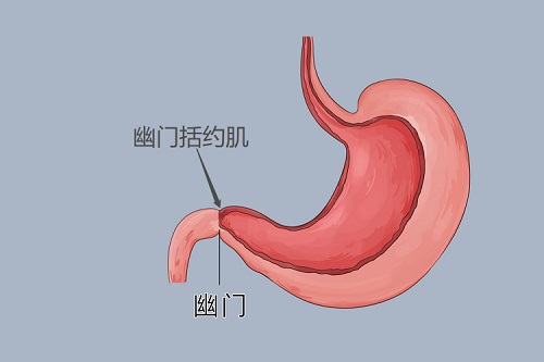 括约肌是什么部位 括约肌是什么结构