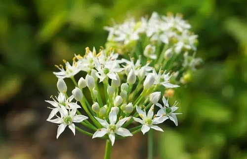 韭菜花的功效是什么 韭菜花对肠胃有好处吗