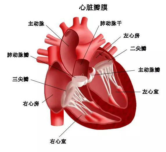 心衰的表现症状有哪些症状 心衰有征兆须尽早提防